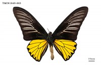 藏品(珠光裳鳳蝶)的圖片